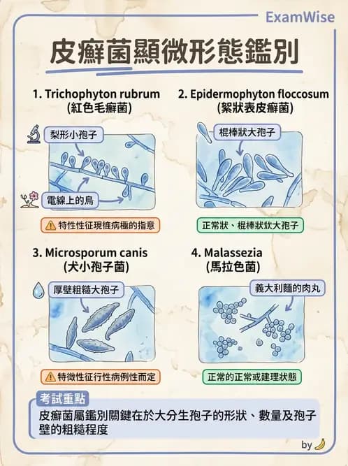 醫檢師 - 皮膚與皮下真菌感染 - AI 圖文解析預覽