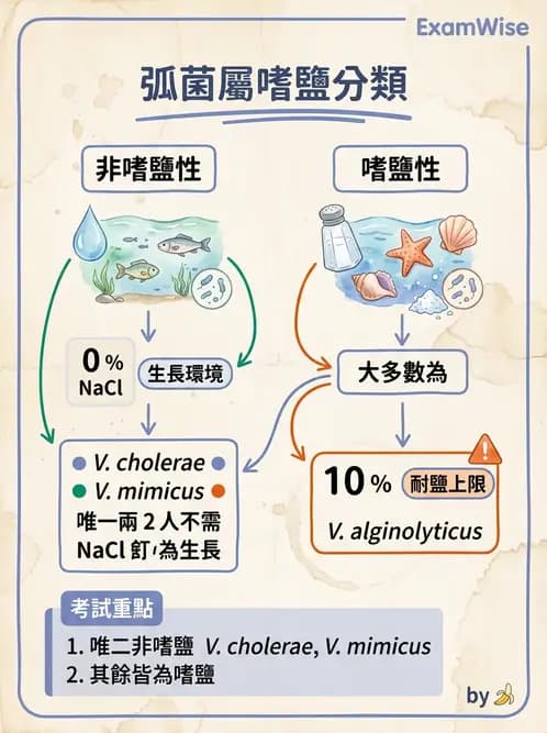 醫檢師 - 弧菌、氣單胞菌與彎曲菌 - AI 圖文解析預覽