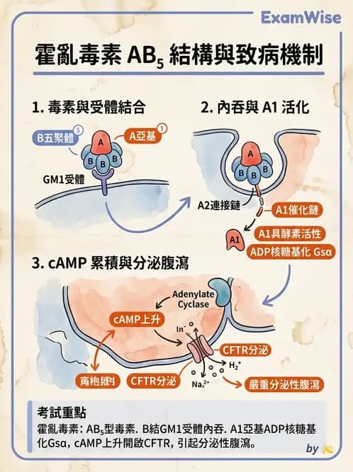 醫檢師 - 弧菌、氣單胞菌與彎曲菌 - AI 圖文解析預覽