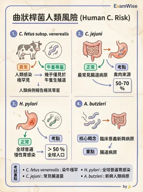 醫檢師 - 弧菌、氣單胞菌與彎曲菌 - AI 圖文解析預覽