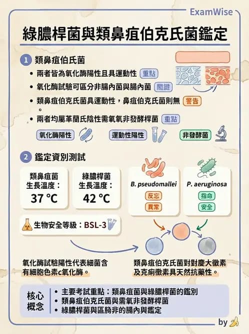 醫檢師 - 非發酵菌 - AI 圖文解析預覽