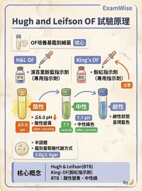 醫檢師 - 腸內菌鑑別方法與培養基 - AI 圖文解析預覽