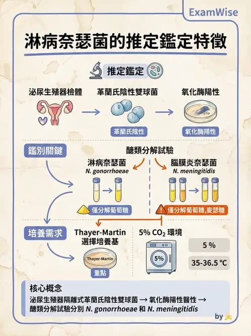 醫檢師 - 奈瑟菌與挑剔性革蘭氏陰性菌 - AI 圖文解析預覽