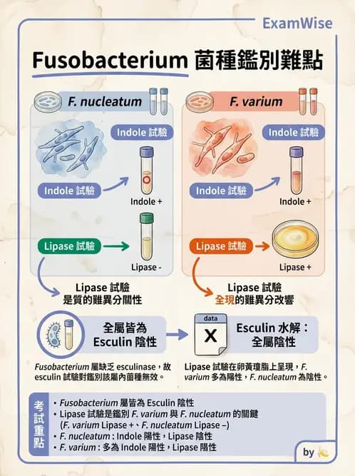 醫檢師 - 厭氧菌 - AI 圖文解析預覽