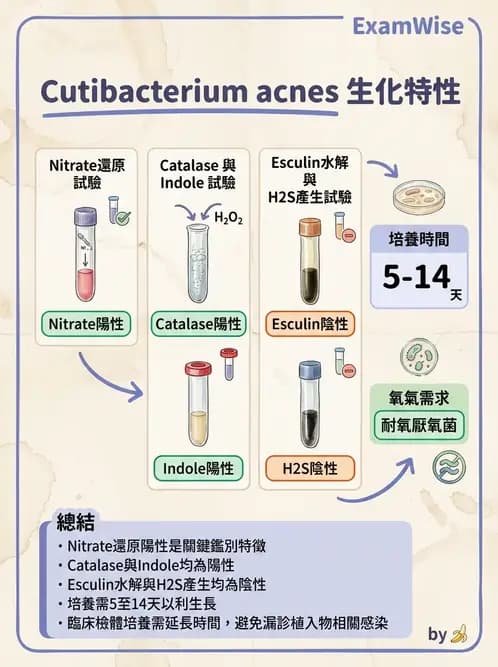 醫檢師 - 厭氧菌 - AI 圖文解析預覽