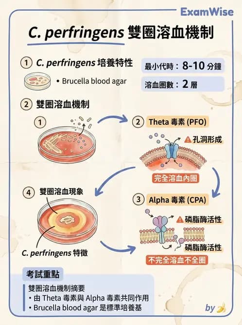 醫檢師 - 厭氧菌 - AI 圖文解析預覽