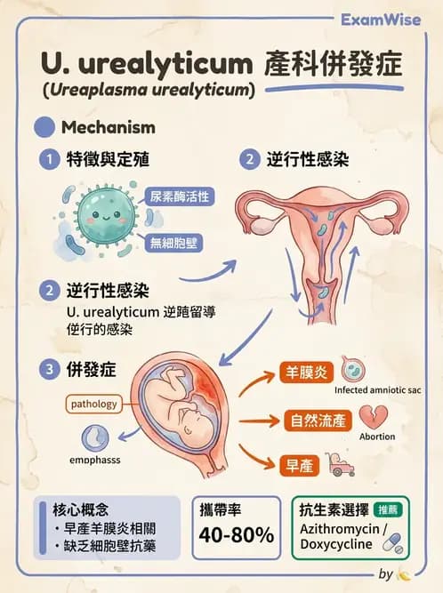 醫檢師 - 特殊病原體 - AI 圖文解析預覽