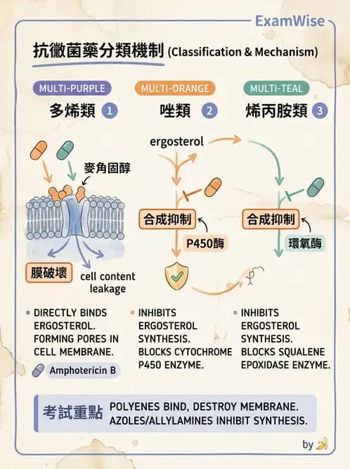 醫檢師 - 真菌診斷與治療 - AI 圖文解析預覽