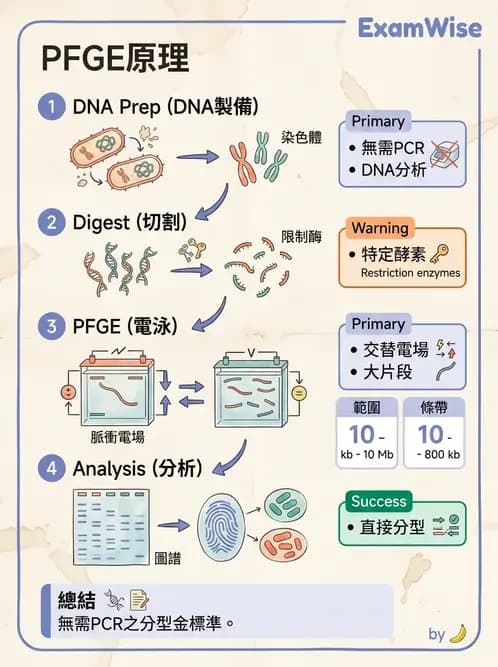 醫檢師 - 檢驗基礎技術 - AI 圖文解析預覽