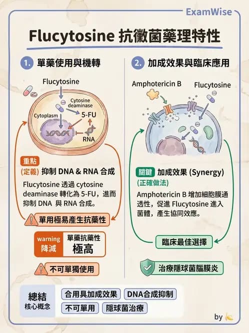 醫檢師 - 真菌診斷與治療 - AI 圖文解析預覽