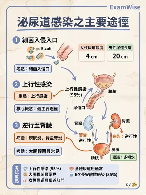 醫檢師 - 感染症與院內感染 - AI 圖文解析預覽