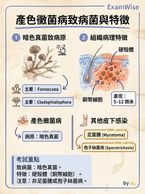 醫檢師 - 皮膚與皮下真菌感染 - AI 圖文解析預覽