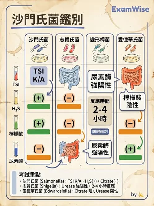 醫檢師 - 主要腸道致病菌 - AI 圖文解析預覽