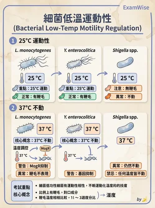 醫檢師 - 其他腸內菌科 - AI 圖文解析預覽