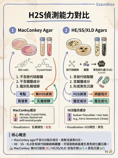 醫檢師 - 腸內菌鑑別方法與培養基 - AI 圖文解析預覽