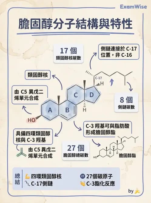 醫檢師 - 脂質代謝與酮體 - AI 圖文解析預覽