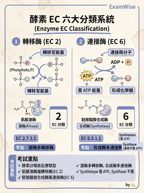 醫檢師 - 臨床酵素學基礎 - AI 圖文解析預覽