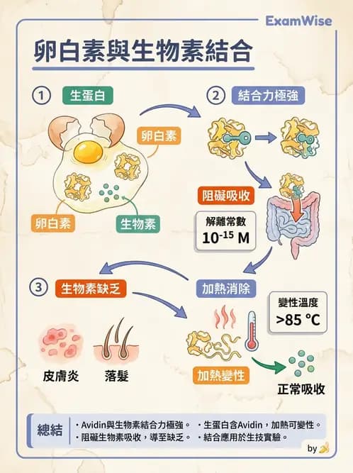 醫檢師 - 維生素 - AI 圖文解析預覽