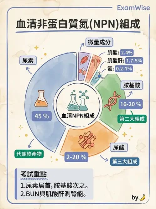 醫檢師 - 腎臟機能與代謝評估 - AI 圖文解析預覽