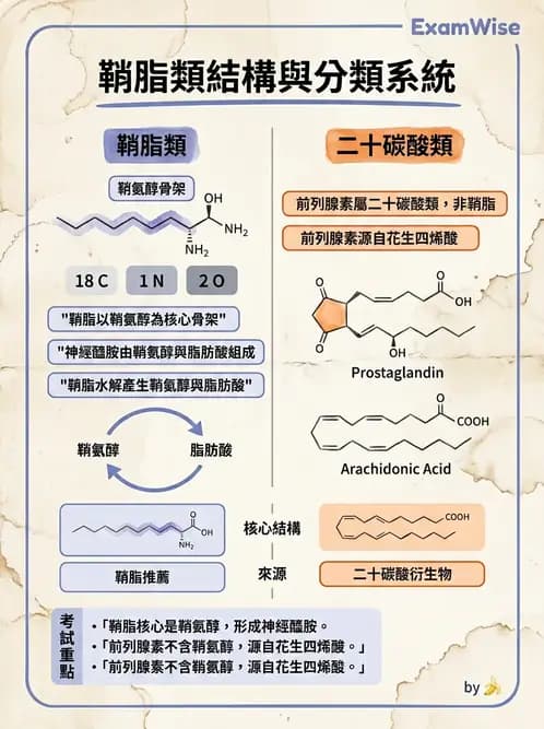 醫檢師 - 脂質代謝與酮體 - AI 圖文解析預覽