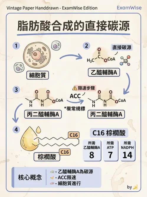 醫檢師 - 脂質代謝與酮體 - AI 圖文解析預覽