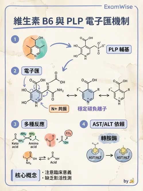 醫檢師 - 維生素 - AI 圖文解析預覽