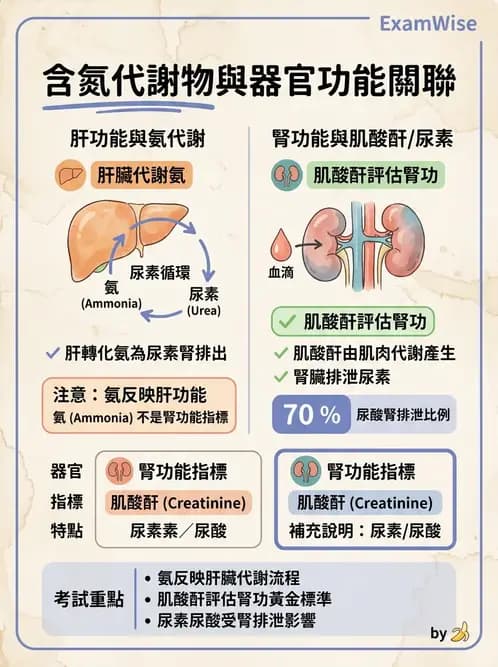 醫檢師 - 腎臟機能與代謝評估 - AI 圖文解析預覽