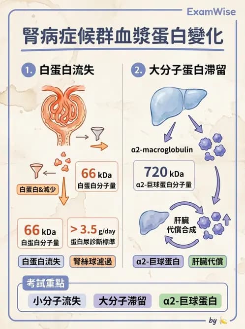 醫檢師 - 血清蛋白與蛋白質檢測 - AI 圖文解析預覽