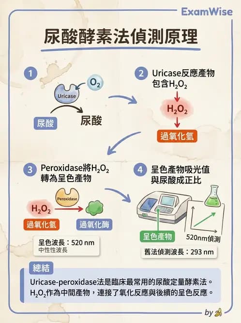 醫檢師 - 腎臟機能與代謝評估 - AI 圖文解析預覽