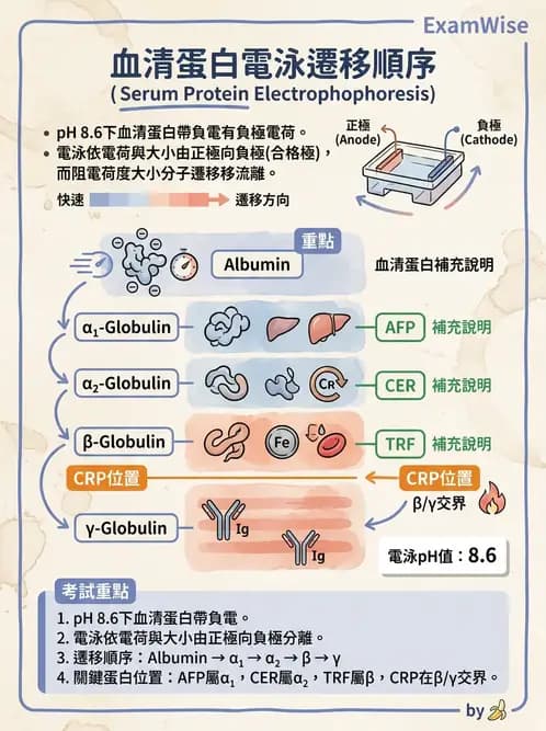 醫檢師 - 血清蛋白與蛋白質檢測 - AI 圖文解析預覽