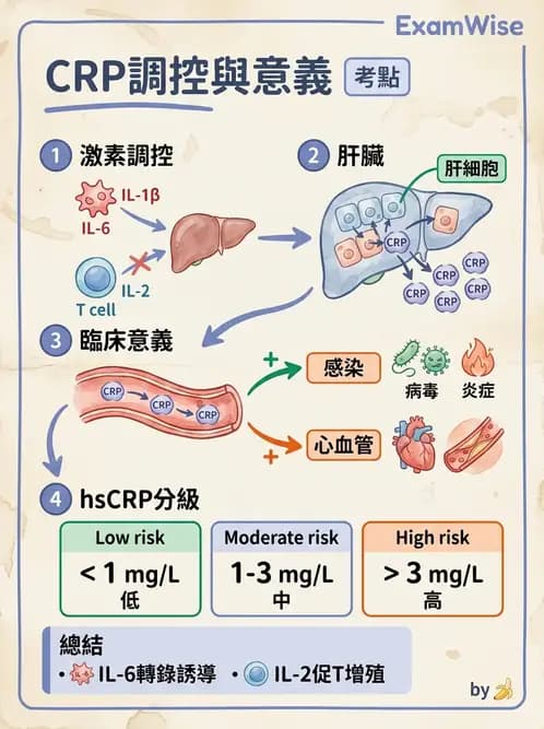 醫檢師 - 血清蛋白與蛋白質檢測 - AI 圖文解析預覽