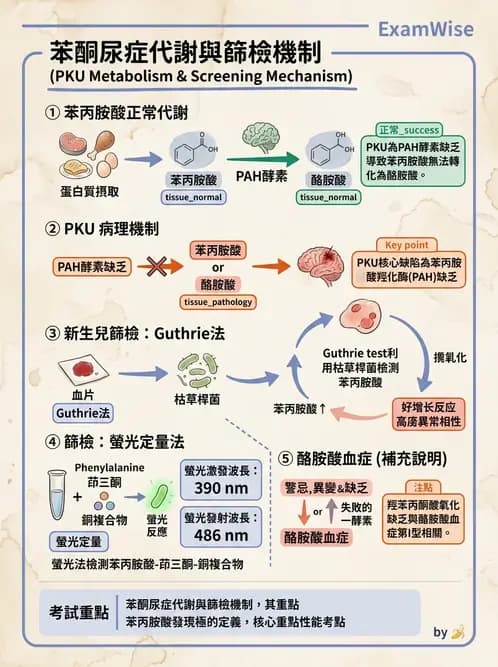 醫檢師 - 胺基酸代謝與先天性疾病 - AI 圖文解析預覽