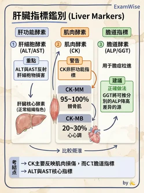 醫檢師 - 肝臟機能與胰臟酵素 - AI 圖文解析預覽
