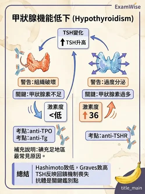 醫檢師 - 甲狀腺與垂體內分泌 - AI 圖文解析預覽
