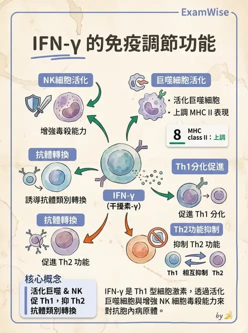 醫檢師 - 細胞激素與抗原呈獻 - AI 圖文解析預覽