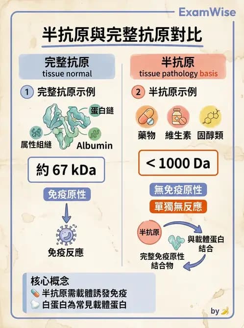 醫檢師 - 免疫球蛋白與抗體 - AI 圖文解析預覽