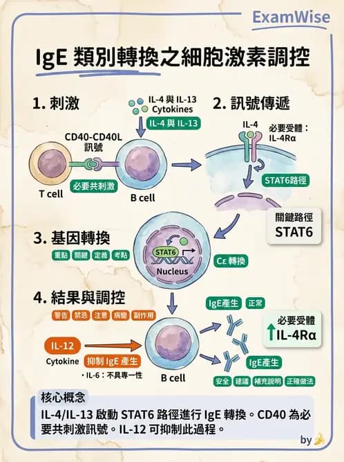 醫檢師 - 細胞激素與抗原呈獻 - AI 圖文解析預覽