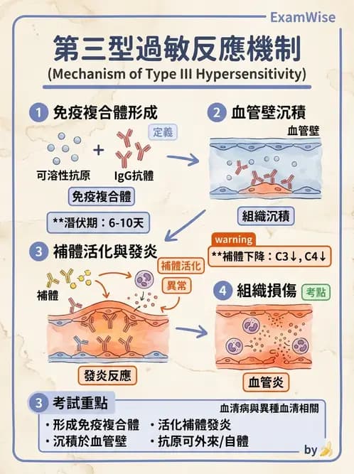 醫檢師 - 過敏反應及測試法 - AI 圖文解析預覽