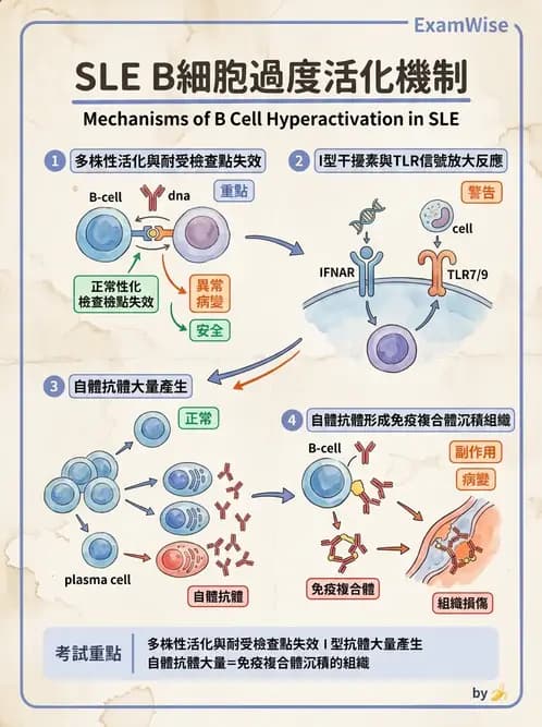 醫檢師 - 全身性紅斑性狼瘡與抗磷脂質症候群 - AI 圖文解析預覽