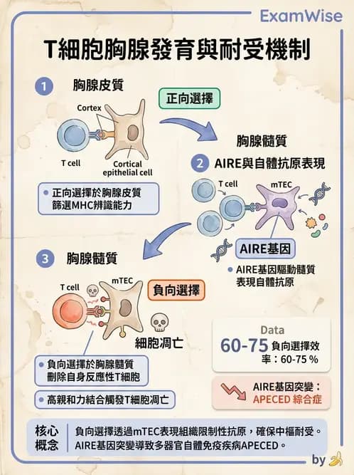 醫檢師 - T細胞發育與功能 - AI 圖文解析預覽