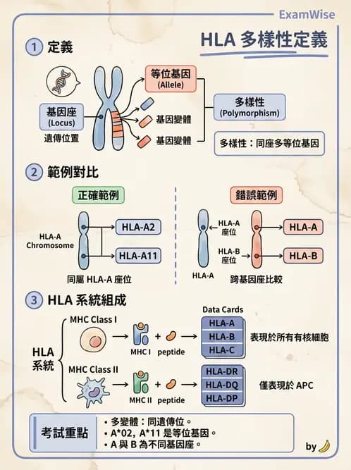 醫檢師 - 組織型與移植免疫學 - AI 圖文解析預覽