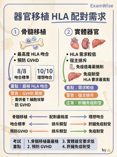 醫檢師 - 組織型與移植免疫學 - AI 圖文解析預覽