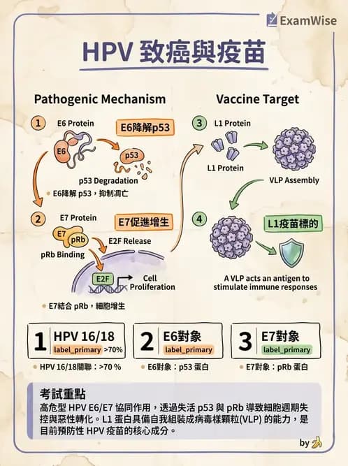 醫檢師 - 人類乳突病毒 - AI 圖文解析預覽