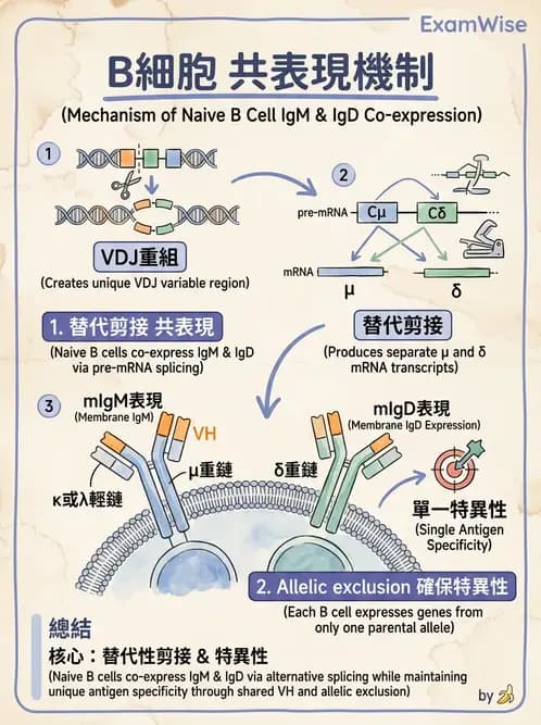 醫檢師 - B細胞發育與抗體生成 - AI 圖文解析預覽