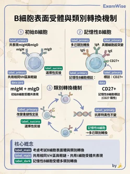 醫檢師 - B細胞發育與抗體生成 - AI 圖文解析預覽