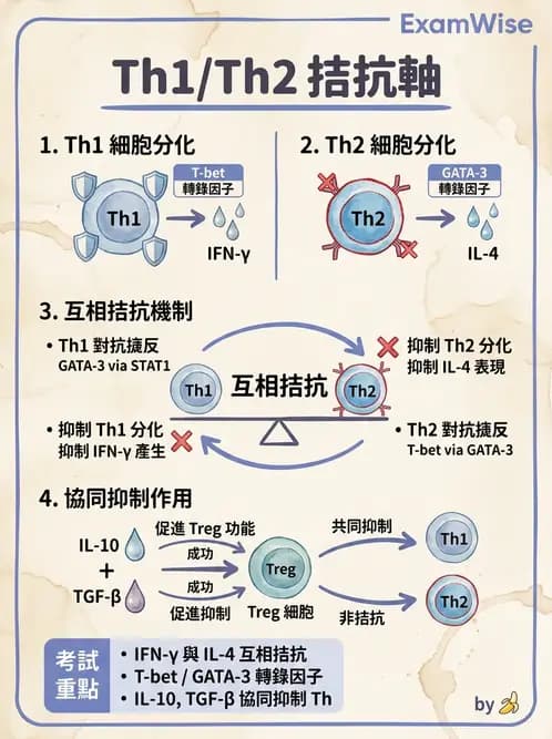醫檢師 - 細胞激素與抗原呈獻 - AI 圖文解析預覽