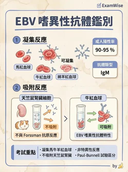 醫檢師 - 疱疹病毒科 - AI 圖文解析預覽