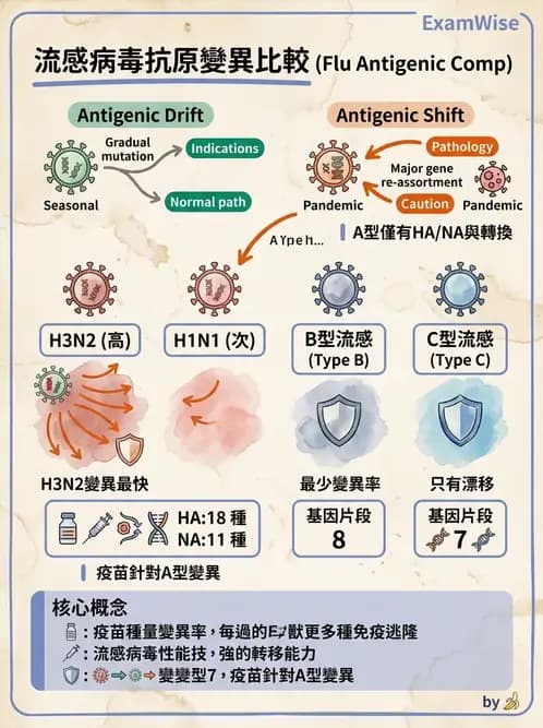 醫檢師 - 正黏液病毒科(流感) - AI 圖文解析預覽