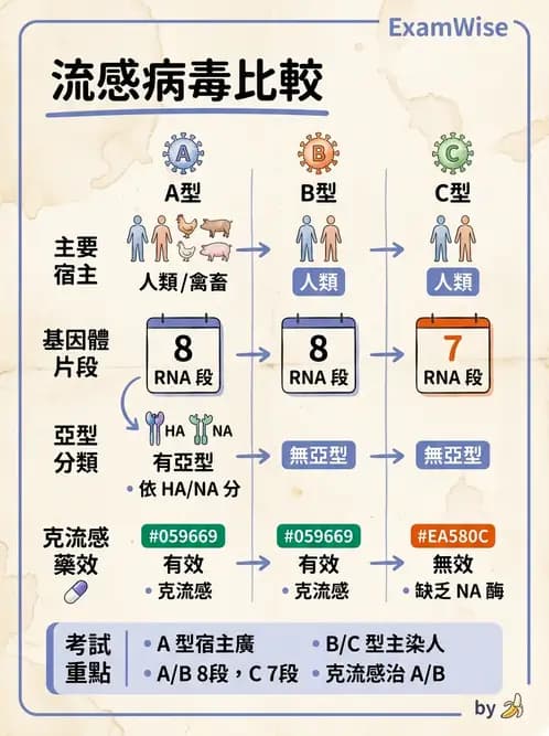醫檢師 - 正黏液病毒科(流感) - AI 圖文解析預覽