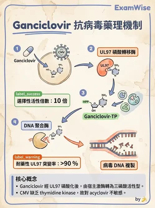 醫檢師 - 抗病毒藥物與疫苗通論 - AI 圖文解析預覽